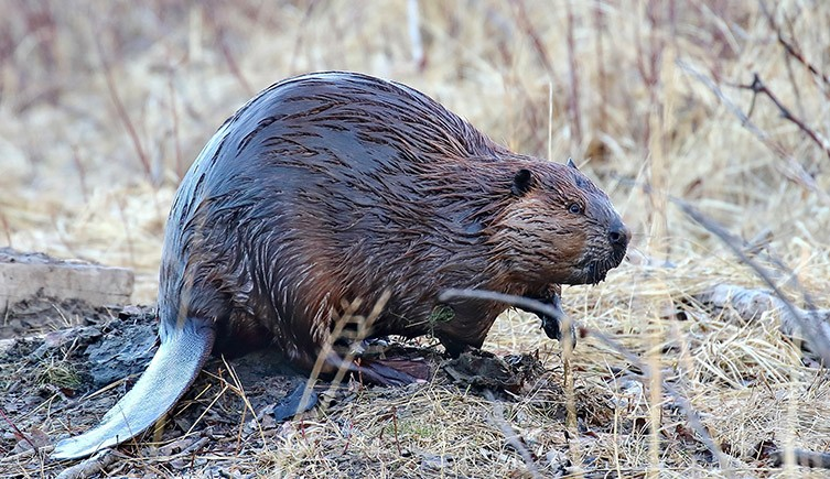 Beaver