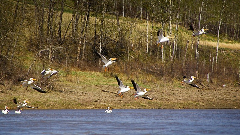 Birds Flying Off Lake