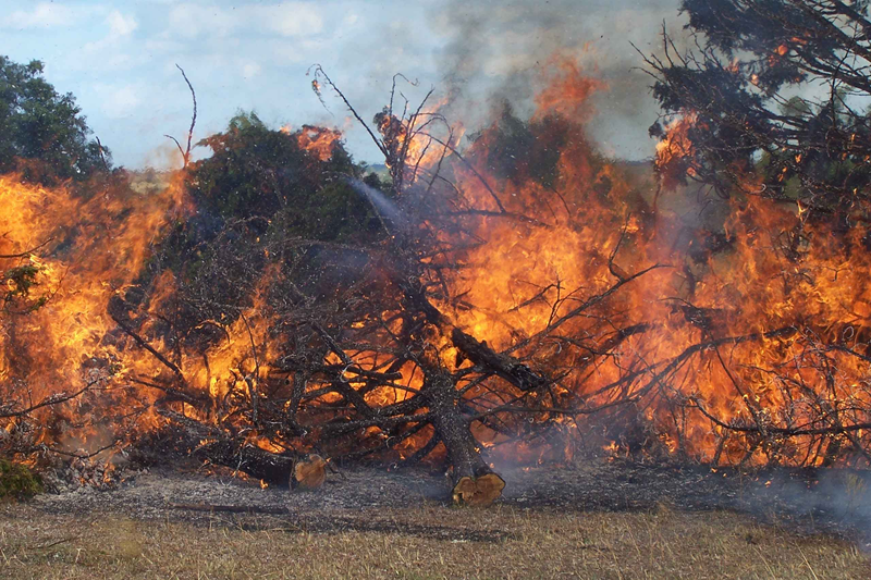 burning trees