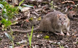 Norway Rat