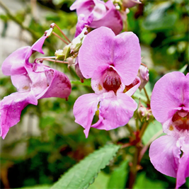 dark pink flower