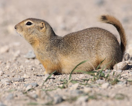 Richardson Squirrel