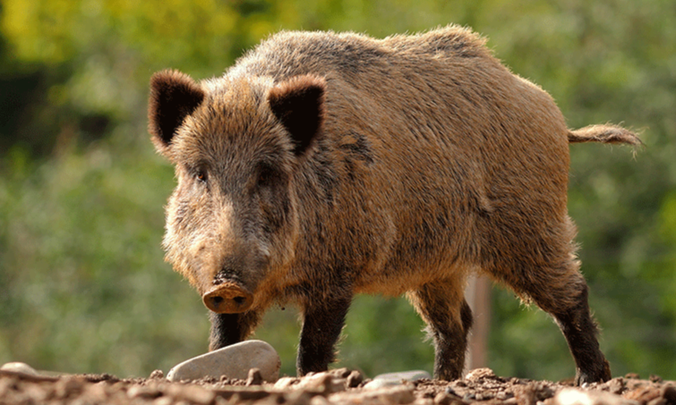 Wild-Boar.png