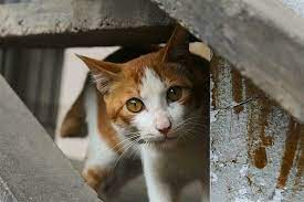 orange and white cat behind block