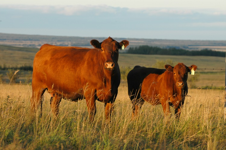 2 brown cows in field