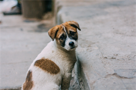 brown and white dog next to a curb